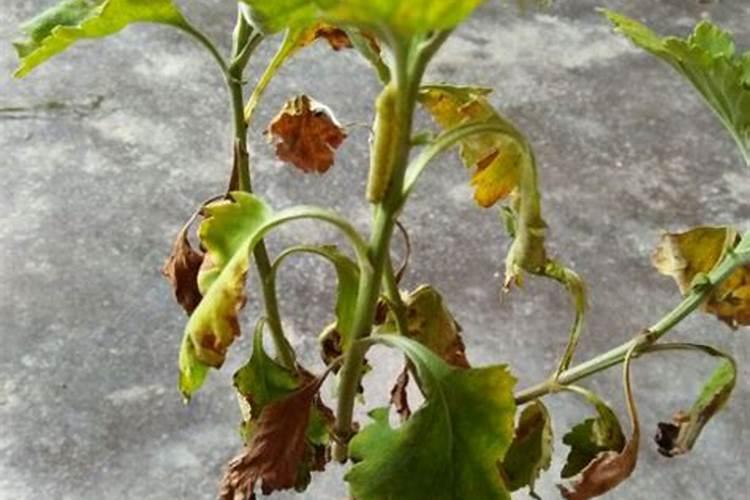 我现在种植杉树,每棵用100克钙镁磷肥做基肥,请问这样会对树苗的根系产生...