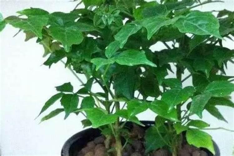 茶梅烂根怎么办