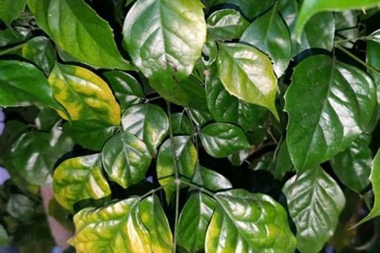 辣椒怎么种才高产？原来施肥方法很重要!这些要点你都懂了吗？