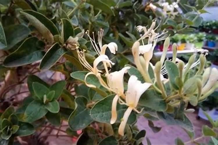 请问金银花的养殖方法和注意事项分别有哪些呢？