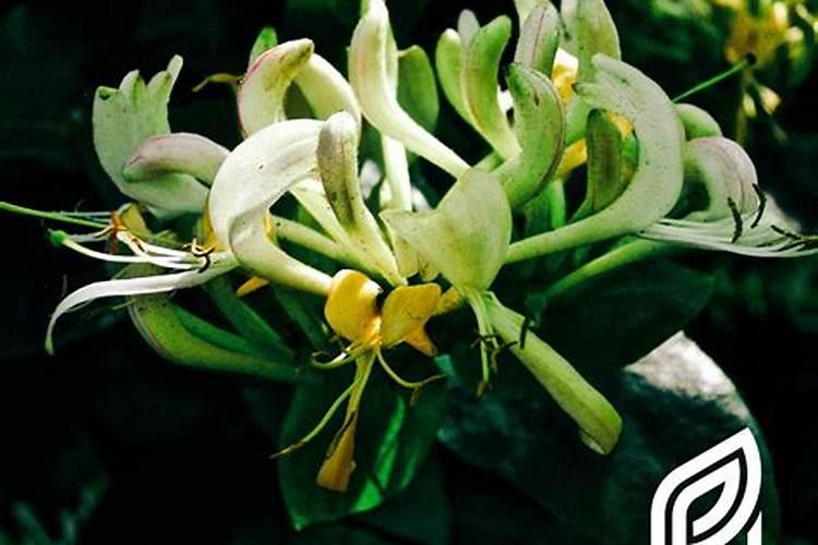 金银花施什么肥最好