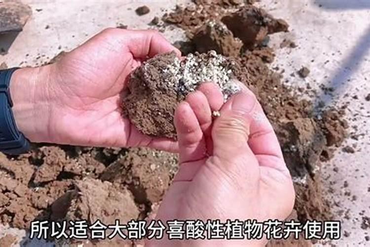 陈大米用锅炒焦埋在花盆里当氮肥行么