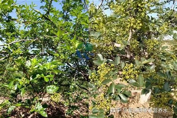 第一年花椒树怎样施肥 方法是什么