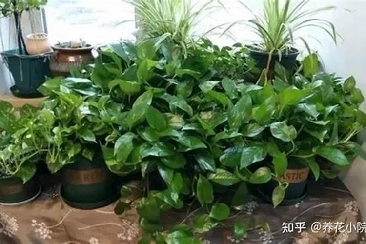 养花用什么肥料最好