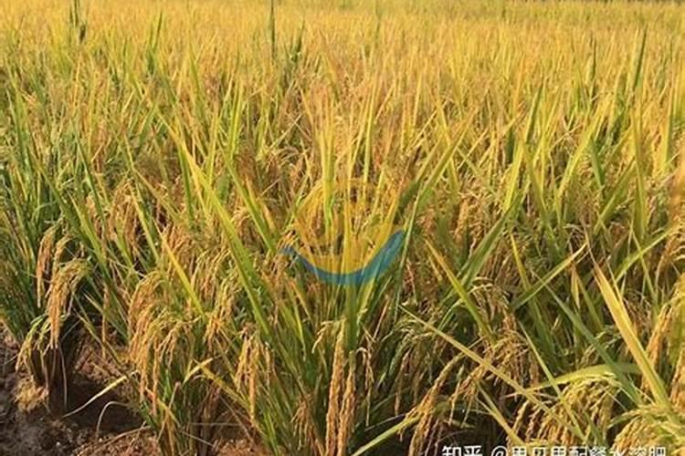 叶菜用什么叶面肥能使茎杆粗壮叶面肥大？