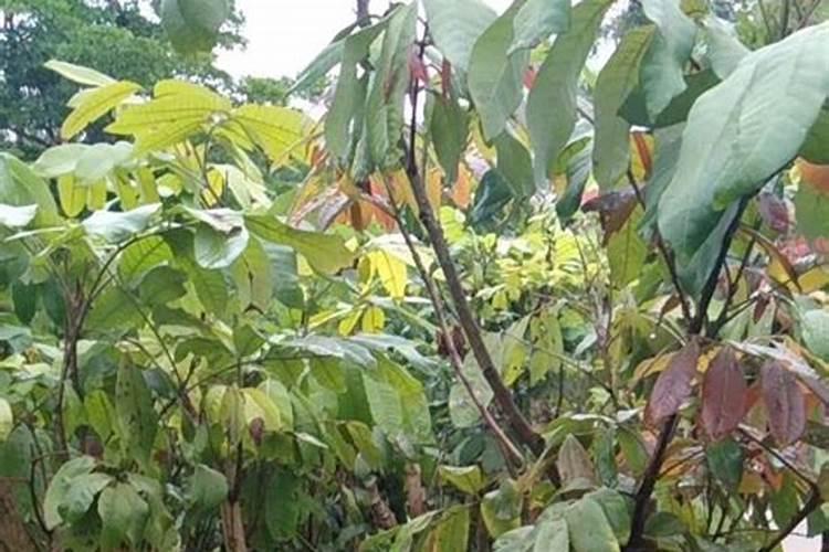 七坡林场桉树专用肥