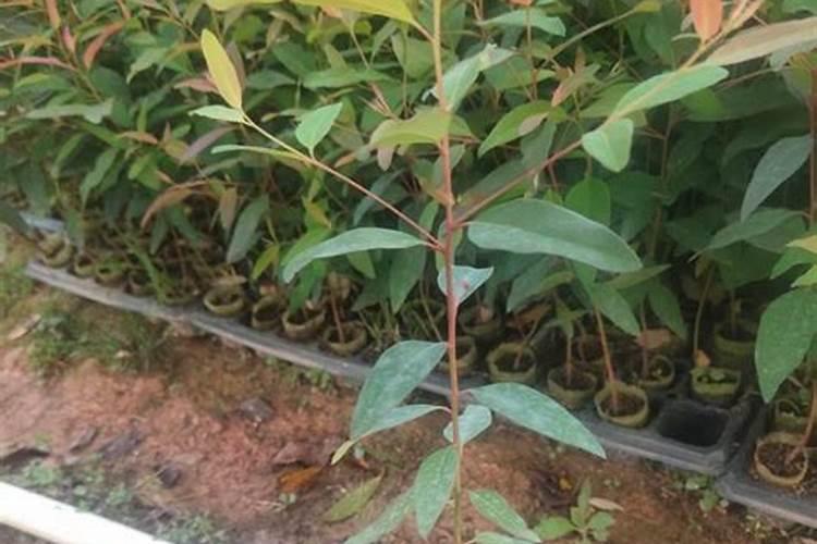 华沃特桉树专用肥价格