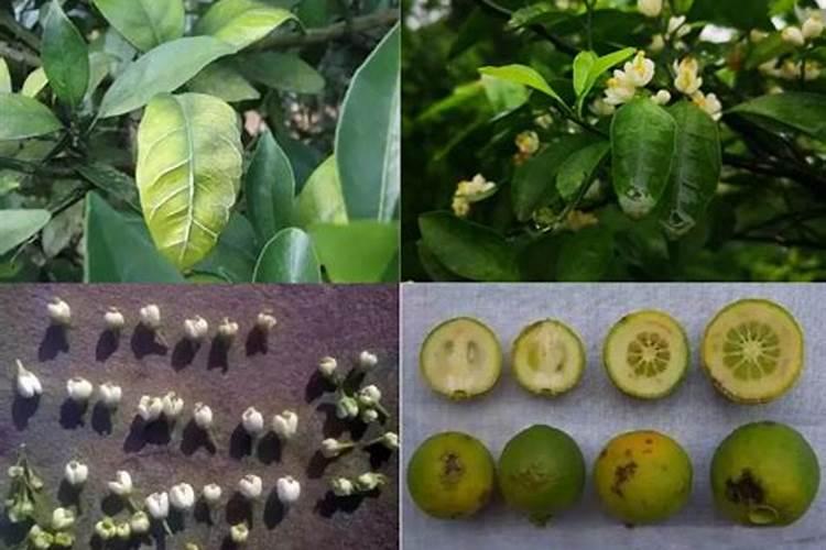 植物缺硼的主要症状