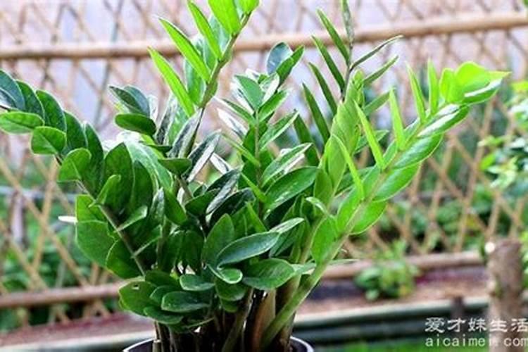 多肉植物能喷磷钾肥吗