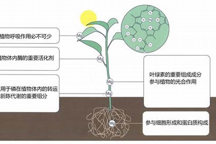 硼锌铁镁肥多久用一次