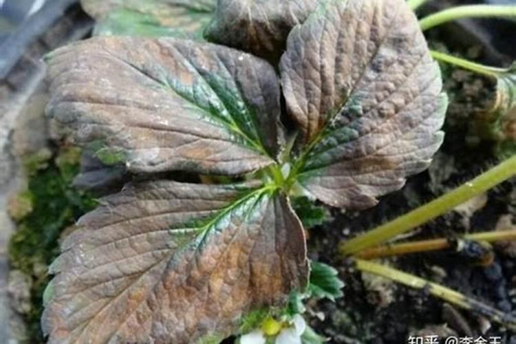 草莓受冻后怎么办？