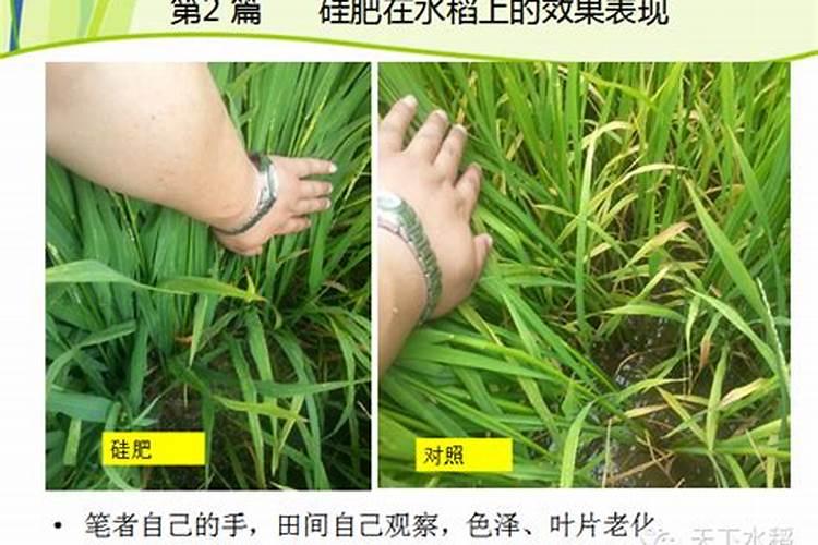 水溶肥怎么用效果好