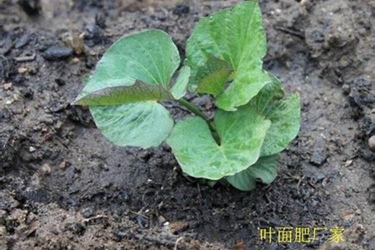 红薯苗喷什么叶面肥生长快,红薯苗什么时候种植好