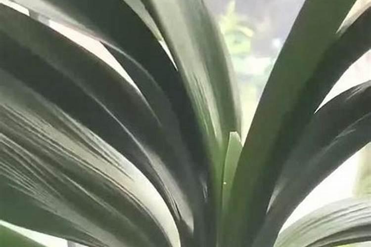 草木灰和铵态氮肥不能混用的原因