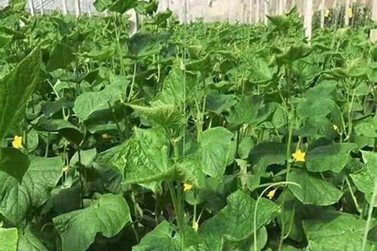 硼在种黄瓜时怎样使用？