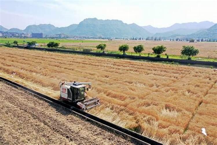 控释肥详细资料