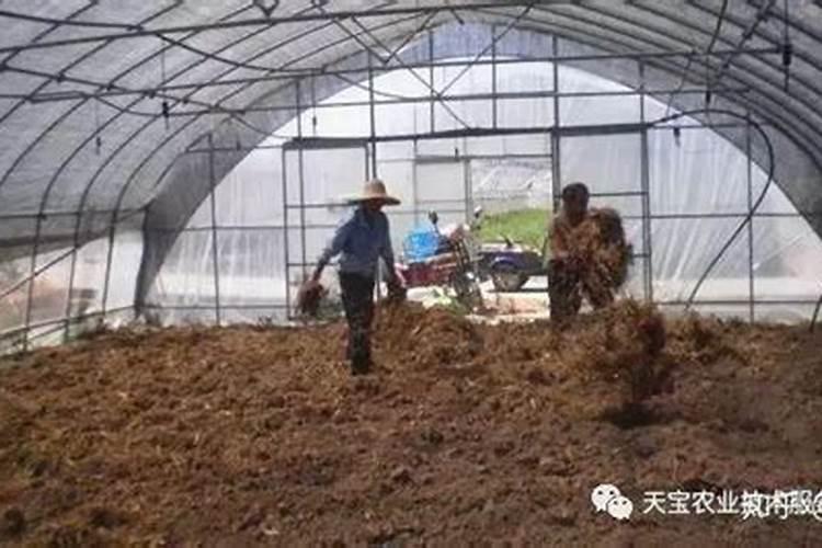 夏季歇棚期进行闷棚是很多菜农的选择,夏季闷棚有哪些注意事项呢？