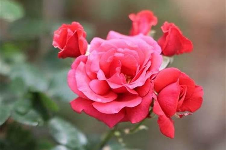 夏天月季可以施肥吗