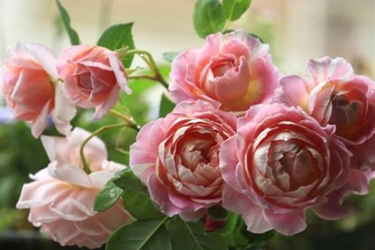 夏季高温,可以给月季施肥吗