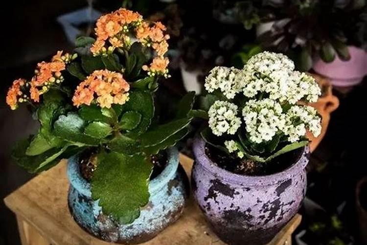 芒果促花保果防晒用哪些肥料好？芒果抗病增产增收使用的肥料？