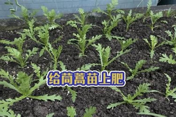 什么水溶肥能促进根系发达？果树如何育苗快速生根？