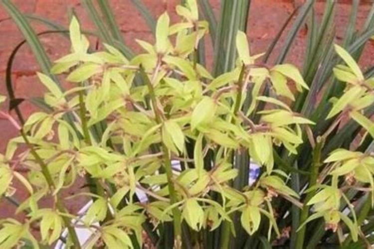 兰花什么时候施氮磷钾？