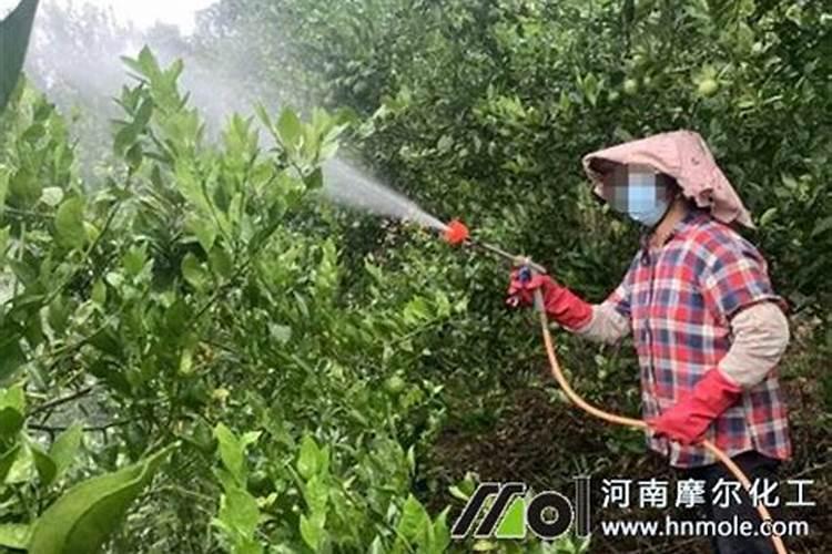 芹菜心叶变红色