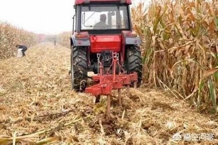 菜心有跳蚤、打什么杀虫药比较好