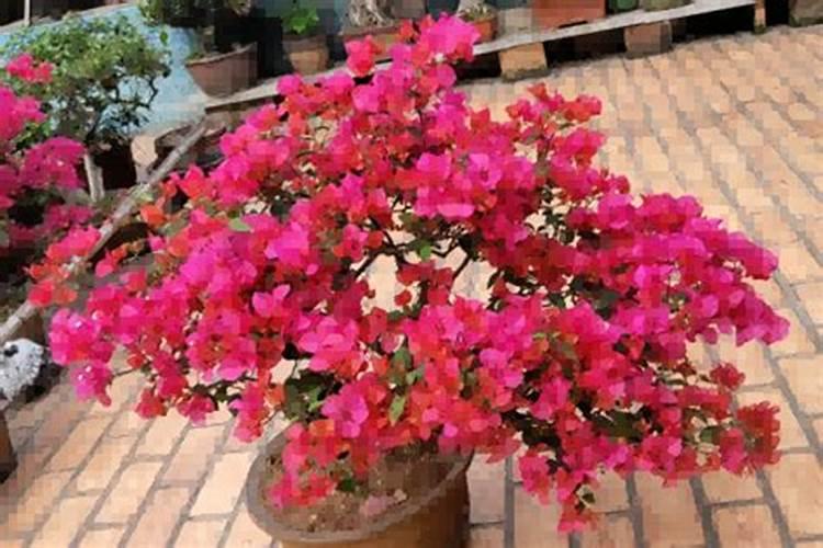 功能农业植物钙的钙源是什么