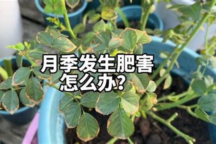 求雷雨制造氮肥的过程