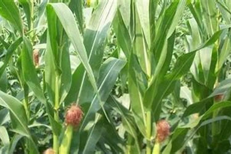 玉米小苗打什么药荘苗