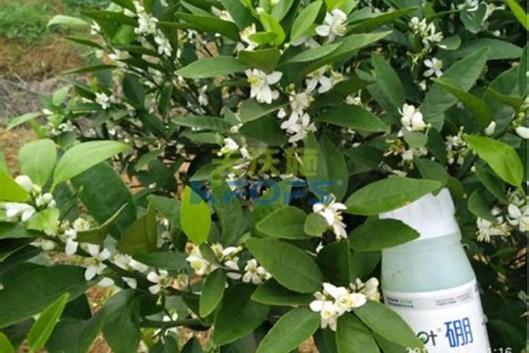 蝴蝶兰开花时能施肥吗