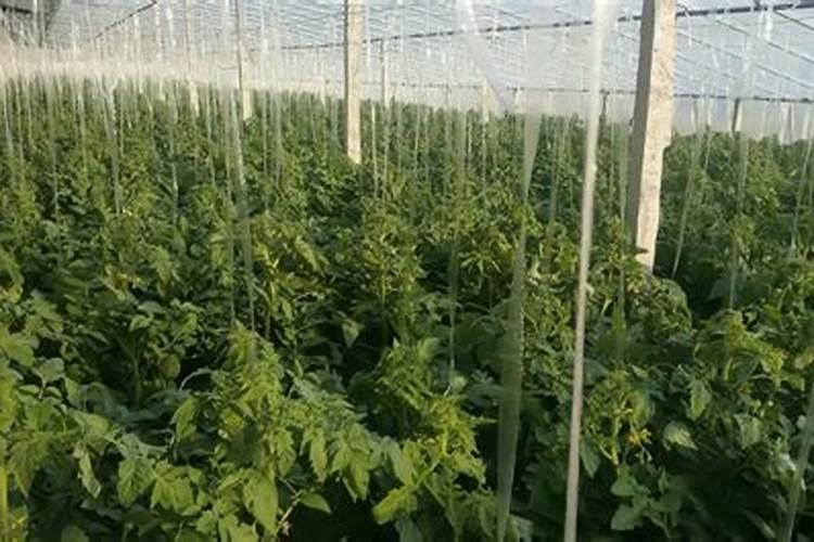 芸苔素使用有什么禁忌