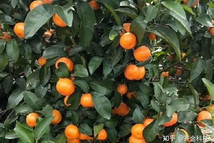菜枯种菜做肥料怎么用