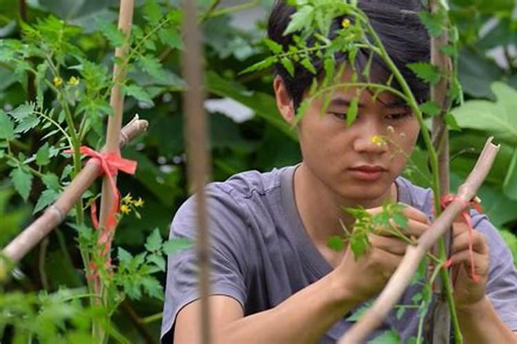 矿源黄腐酸钾为什么这么受大家追捧？