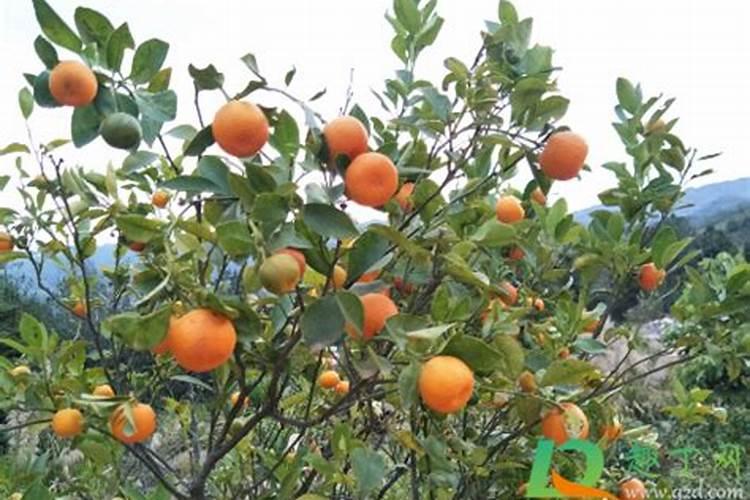 增效剂的肥料增效剂