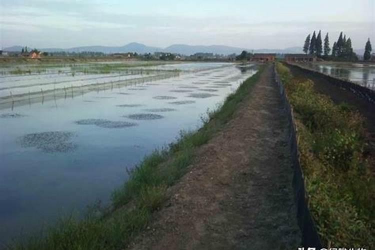 水稻每亩用肥量是多少