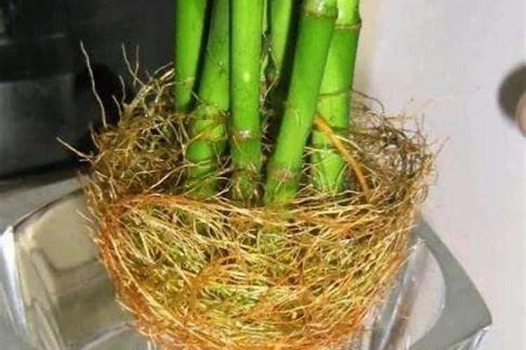 水培竹子怎么养