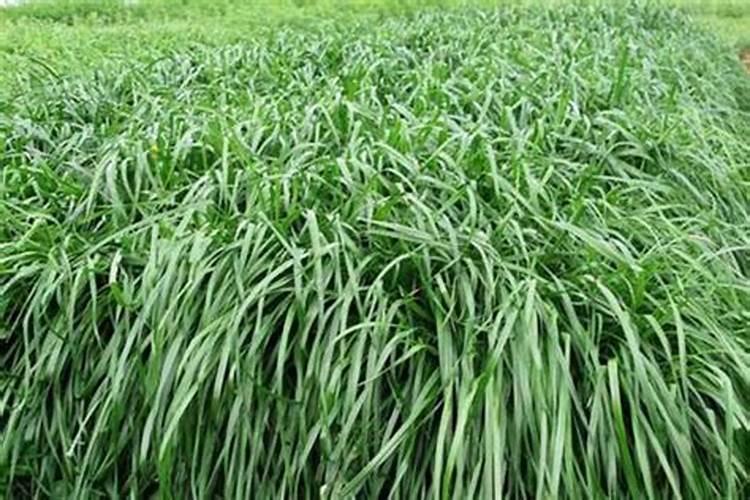 黑麦草种植方法