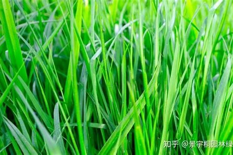 沙土种植黑麦草草坪技术 种植方法