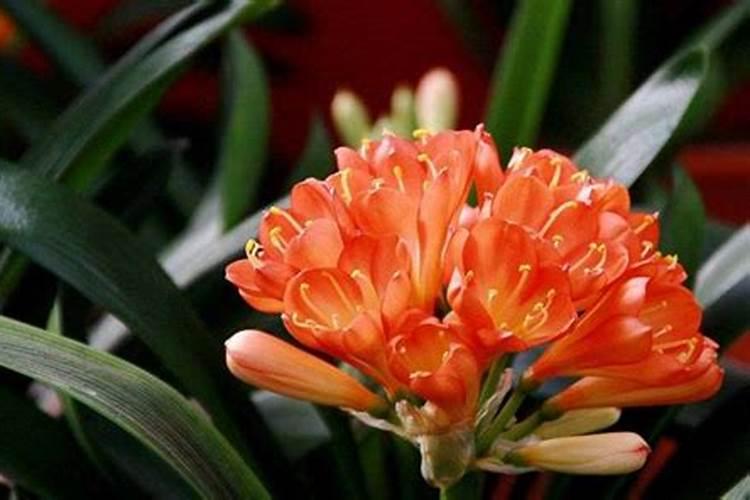 我家有个几斤大米长虫了,扔了怪可惜的,能当花肥吗