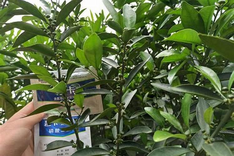 怎样给蔬菜选择合适的叶面肥？ 稻瘟灵在水稻上的使用方法及注意事项百 ...