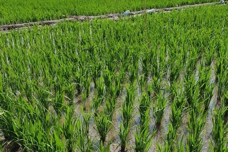 大豆高产三遍药的配方