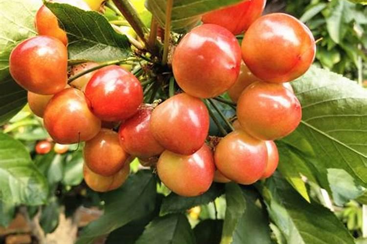 樱桃花树施肥方法及时间是怎样的 樱桃花树施肥方法及时间