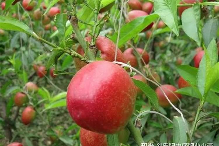 液态施肥罐车科技赋能养殖业,猪场粪污变身“金疙瘩”