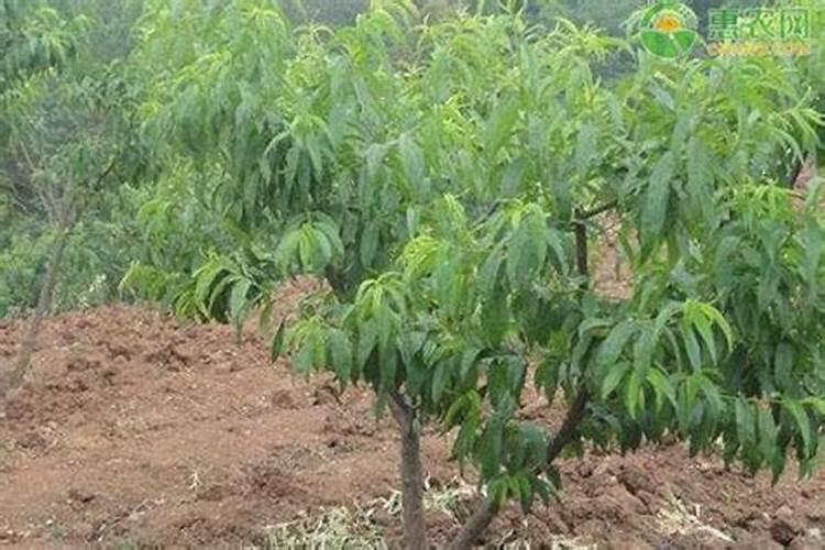 桃树什么时候施肥效果好,桃树施肥最佳时间