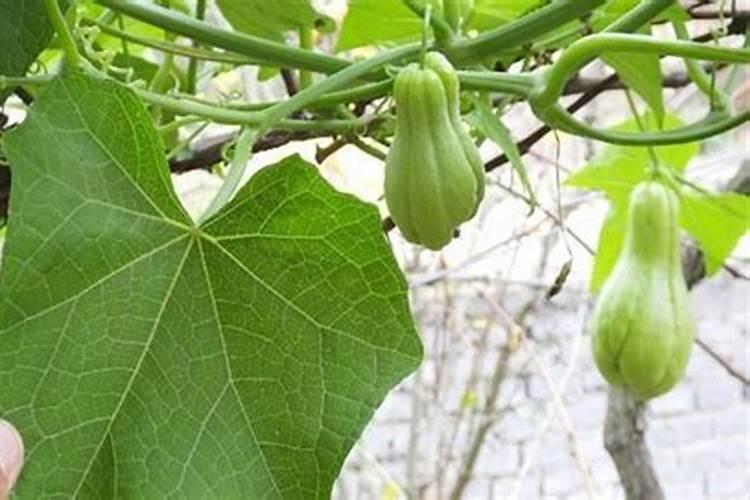 佛手瓜的正确栽法有讲究!掌握几个小技巧,一棵就能结一堆瓜