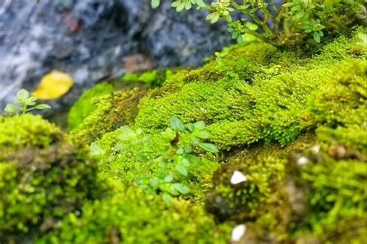 兰花什么时候施氮磷钾？