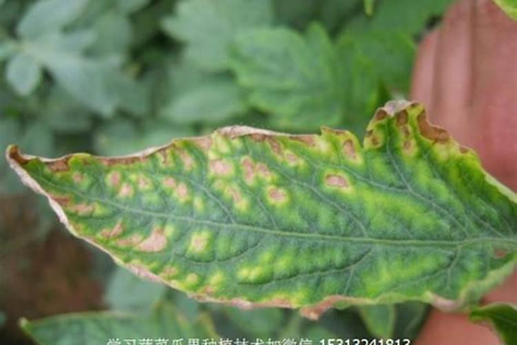 辣椒缺肥会有什么症状？如何正确施肥？