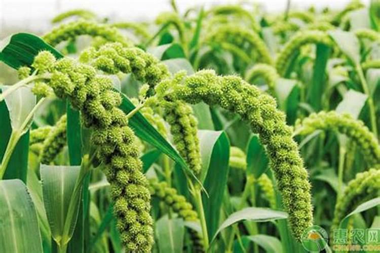 秋玉米最佳种植时间具体